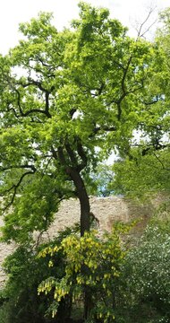(Laburnum anagyroides) Cytise faux &eacute;b&eacute;nier aux fleurs d&eacute;coratives pendantes jaune vif et au feuillage vert sur des branches pendantes devant un haut ch&ecirc;ne
