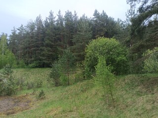 Salduve park during cloudy summer day. Pine and birch tree woodland. Small trees and bushes are growing in forest. Cloudy day. Nature. Salduves parkas.