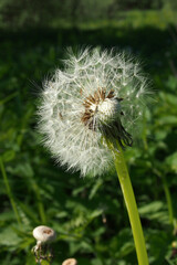 A fluffy dandelion in the green grass