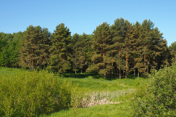pine grove on the outskirts of town