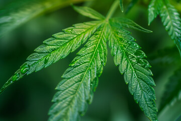 A leaf of a marijuana plant is wet. The leaf is green and has a shiny appearance. The wetness of...