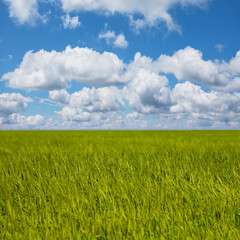 green wheat field under a cloudy sky, summer rural agricultural scene
