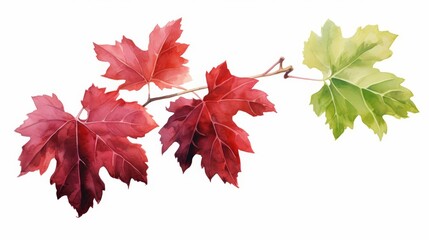 A watercolor of a claret leaf