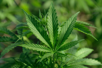 A large green marijuana plant with a leafy green stem. The plant is very tall and has a lot of leaves