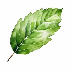 A watercolor of a hickory leaf
