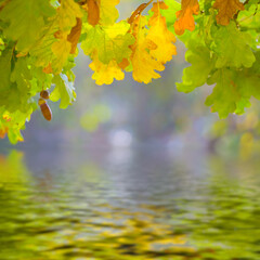 closeup oak tree branch reflected in a water