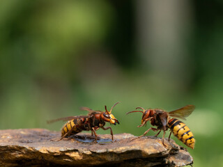 Hornisse (Vespa crabro), alles Königinnen