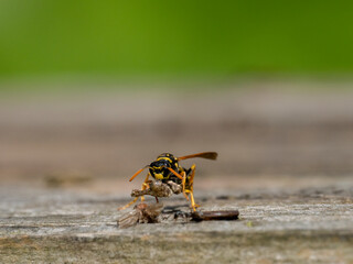 Gallische Feldwespe (Polistes dominulus) erbeutet Nachtfalter