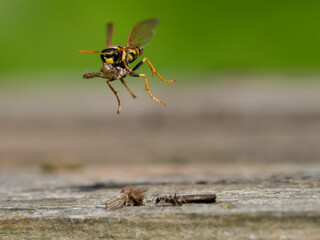 Gallische Feldwespe (Polistes dominulus) erbeutet Nachtfalter