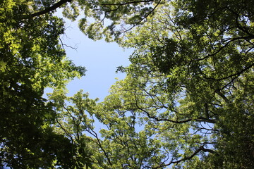 初夏の山　青空ハイキング