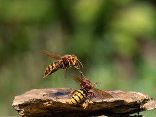 Hornisse (Vespa crabro), alles Königinnen