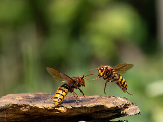 Hornisse (Vespa crabro), alles Königinnen