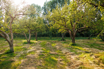 Naklejka premium apple orchard. garden with green apple trees.
