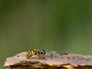 Deutsche Wespe (Vespula germanica)