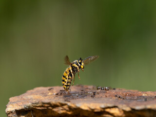 Deutsche Wespe (Vespula germanica)