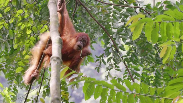 a low angle shot of a young orangutan eating a bamboo leaf in the rainforest of gunung leuser national park on sumatra, indonesia
