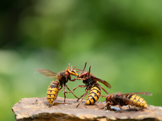 Hornisse (Vespa crabro), alles Königinnen