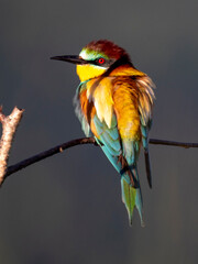 Bienenfresser (Merops apiaster)