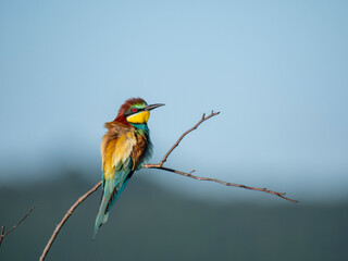 Bienenfresser (Merops apiaster)