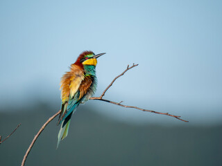 Bienenfresser (Merops apiaster)