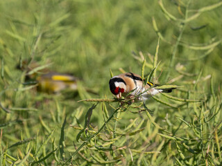 Stieglitz (Carduelis carduelis)  im Rapsfeld