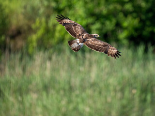 Mäusebussard (Buteo buteo)