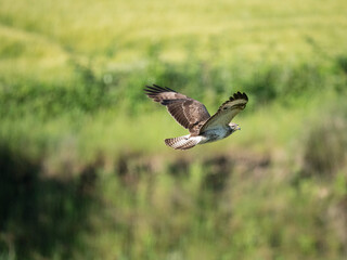 Mäusebussard (Buteo buteo)