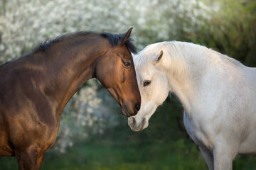 Obraz premium Two Horse portrait on spring blossom tree