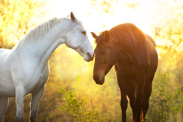 Two beautiful horse portrait silhouette at sunset light