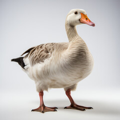 there is a duck standing on a white surface with a gray background