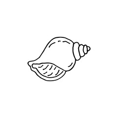Shell. External skeleton of a mollusk. Doodle. Hand drawn. Vector illustration. Outline.