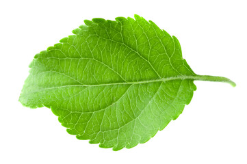 apple leaf isolated on white background. clipping path