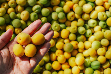 The farmer holds a fresh organic plums (Japanese apricot) with fresh pile plums background. 