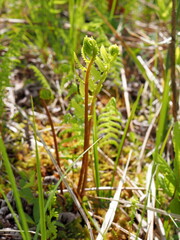 ヤマドリゼンマイの芽生え