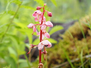 ベニバナイチヤクソウの花