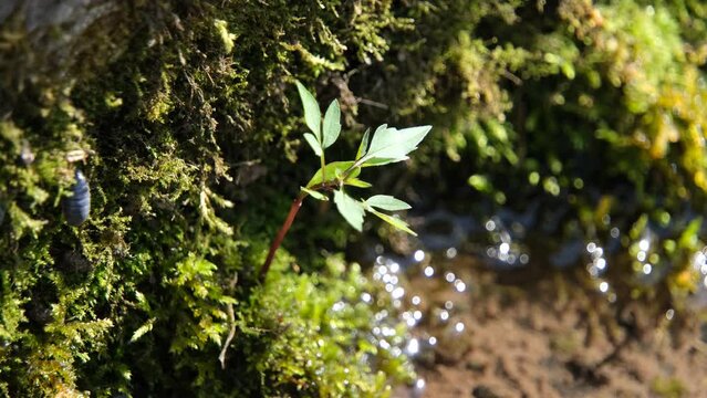 苔から生える植物とダンゴムシ
