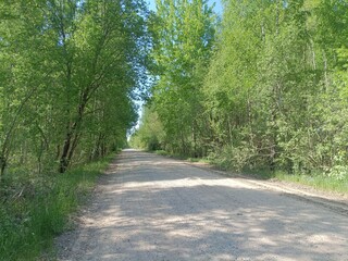 Rekyva forest during sunny summer day. Pine and birch tree woodland. Blueberry bushes are growing in woods. Sunny day with white and gray clouds in sky. Summer season. Nature. Rekyvos miskas.