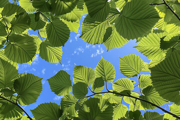 Looking up at the canopy of lush green leaves against a blue sky