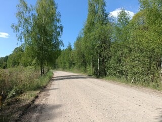 Rekyva forest during sunny summer day. Pine and birch tree woodland. Blueberry bushes are growing in woods. Sunny day with white and gray clouds in sky. Summer season. Nature. Rekyvos miskas.