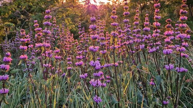 Phlomis tuberosa plant blooming in the woodland with a view to the sunset background. Sage leaf mullein flowering herb
