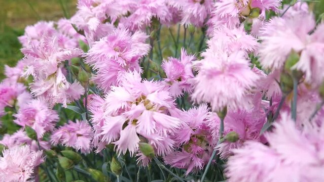 Closeup blooming common pink flowers Dianthus plumarius in the garden