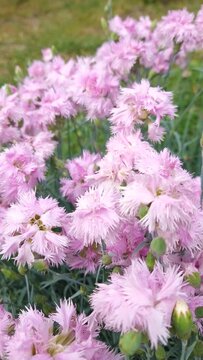 Closeup blooming common pink flowers Dianthus plumarius in the garden