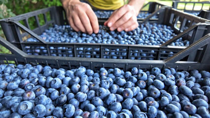 Farmer picking fresh blueberries on a farm.