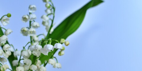 Delikatne białe kwiaty konwalii (Convallaria)