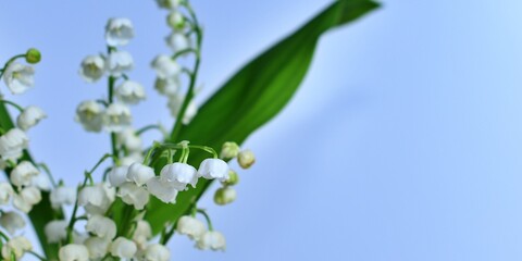 Delikatne białe kwiaty konwalii (Convallaria) © Lancan