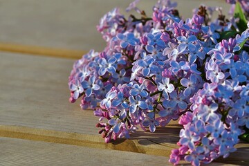 Niebieskie i różowe kwiaty bzu (Syringa vulgaris) na drewnianym stole