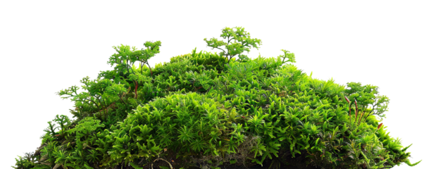 Patch of a lush, vibrant green moss, cut out