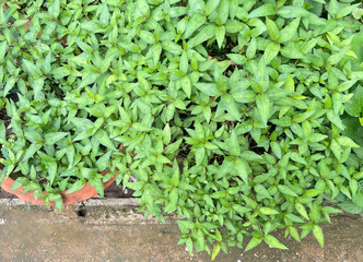 Top view of Vietnamese tree Coriander grown in a pot young shoots and young leaves are used for cooking. Used to eat as fresh vegetables and as side dishes.