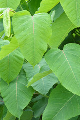 イタドリの葉 / Japanese knotweed Leaves