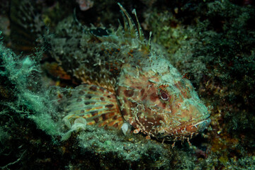 Scorpionfish in natural habitat - Scorpaena scrofa